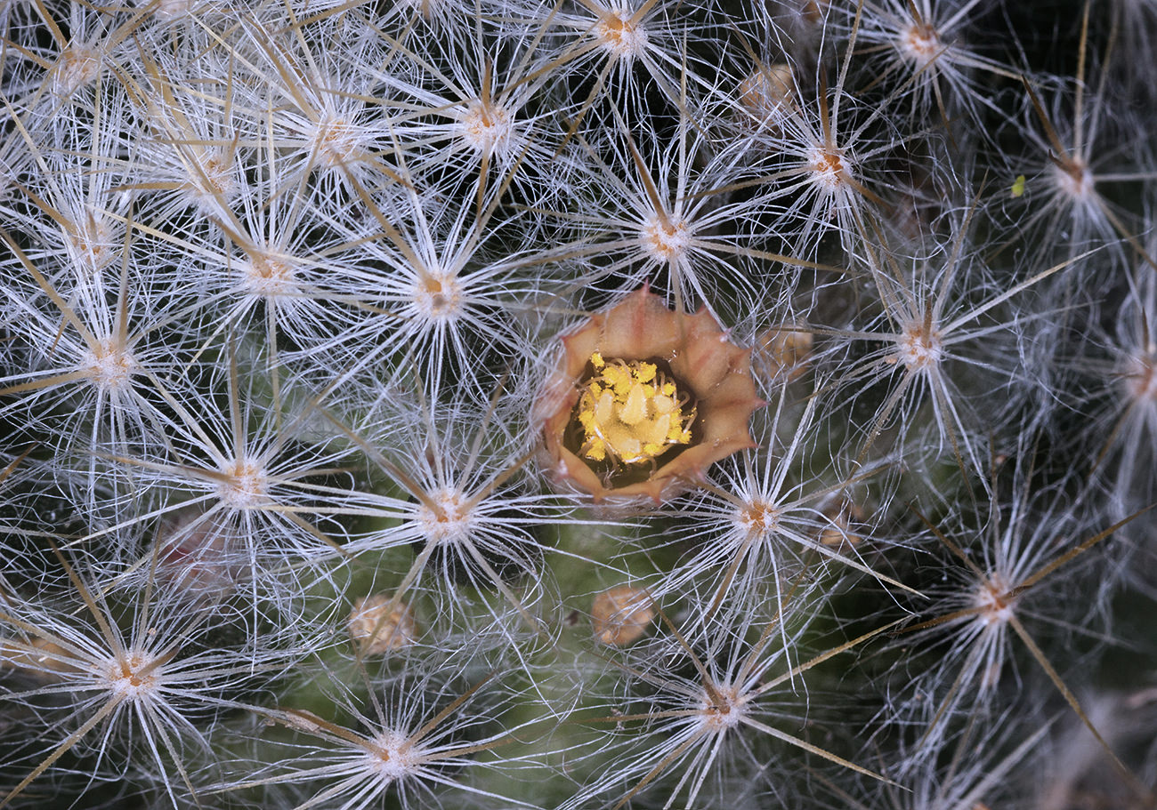 Mammillaria prolifera var. Texensis